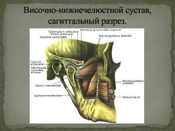 Височно нижнечелюстной. Височно-нижнечелюстной сустав Сагиттальный разрез. Височно-нижнечелюстной сустав анатомия Сапин.