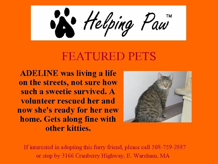 FEATURED PETS ADELINE was living a life on the streets, not sure how such