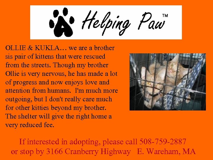 OLLIE & KUKLA… we are a brother sis pair of kittens that were rescued