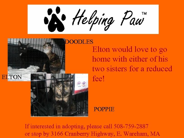 DOODLES ELTON Elton would love to go home with either of his two sisters