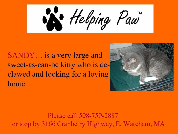 SANDY… is a very large and sweet-as-can-be kitty who is declawed and looking for