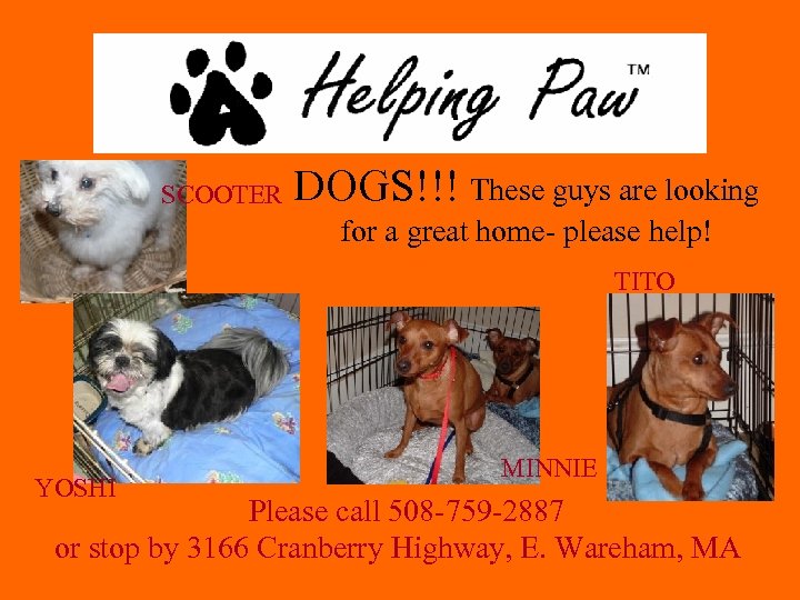 SCOOTER DOGS!!! These guys are looking for a great home- please help! TITO YOSHI