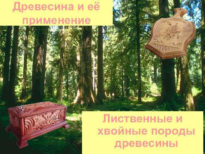 Древесина и её применение Лиственные и хвойные породы древесины 