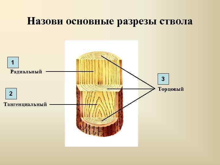 Назови основные разрезы ствола 1 Радиальный 3 2 Тангенциальный Торцовый 