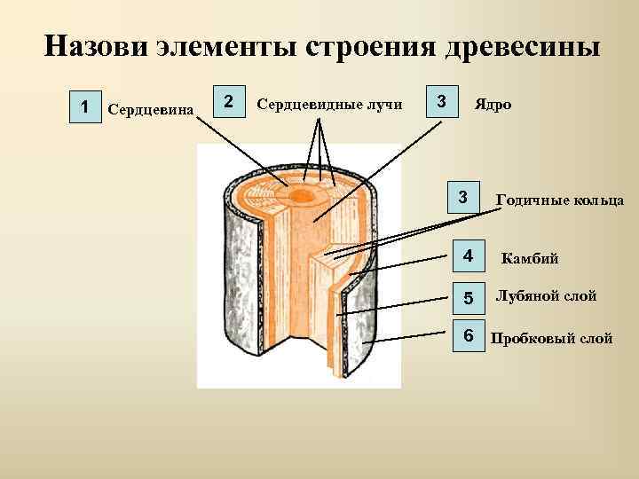 Назови элементы строения древесины 1 Сердцевина 2 Сердцевидные лучи 3 Ядро 3 4 5