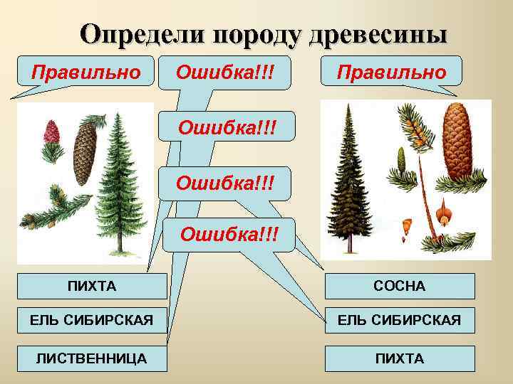 Определи породу древесины Правильно Ошибка!!! ПИХТА СОСНА ЕЛЬ СИБИРСКАЯ ЛИСТВЕННИЦА ПИХТА 