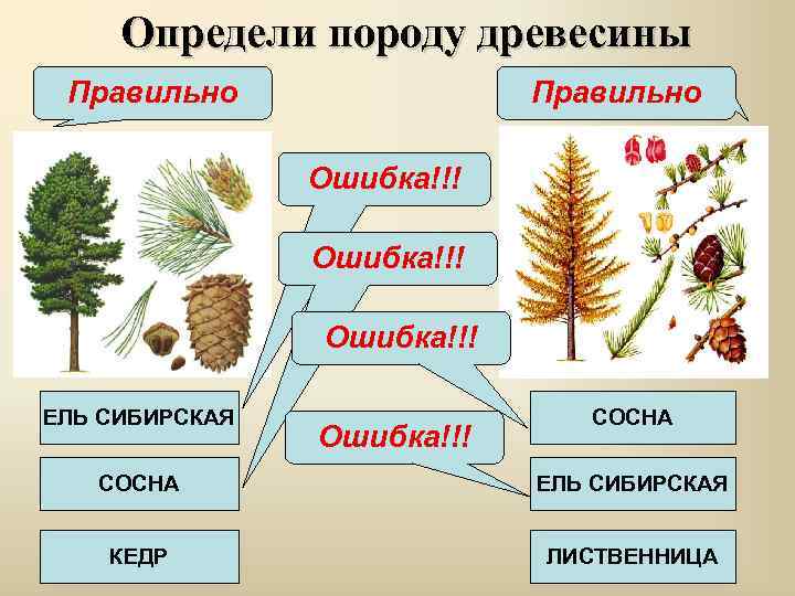 Определи породу древесины Правильно Ошибка!!! ЕЛЬ СИБИРСКАЯ Ошибка!!! СОСНА ЕЛЬ СИБИРСКАЯ КЕДР ЛИСТВЕННИЦА 