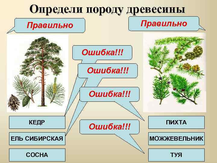 Определи породу древесины Правильно Ошибка!!! КЕДР Ошибка!!! ПИХТА ЕЛЬ СИБИРСКАЯ МОЖЖЕВЕЛЬНИК СОСНА ТУЯ 