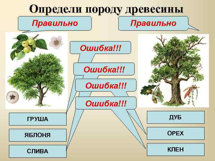 Определи породу древесины Правильно Ошибка!!! ГРУША ДУБ ЯБЛОНЯ ОРЕХ СЛИВА КЛЕН 