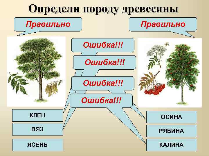 Определи породу древесины Правильно Ошибка!!! КЛЕН ОСИНА ВЯЗ РЯБИНА ЯСЕНЬ КАЛИНА 