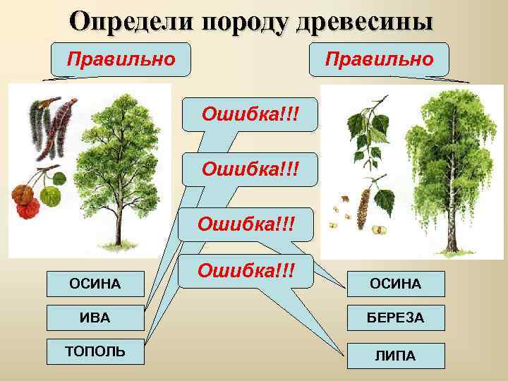 Определи породу древесины Правильно Ошибка!!! ОСИНА ИВА БЕРЕЗА ТОПОЛЬ ЛИПА 