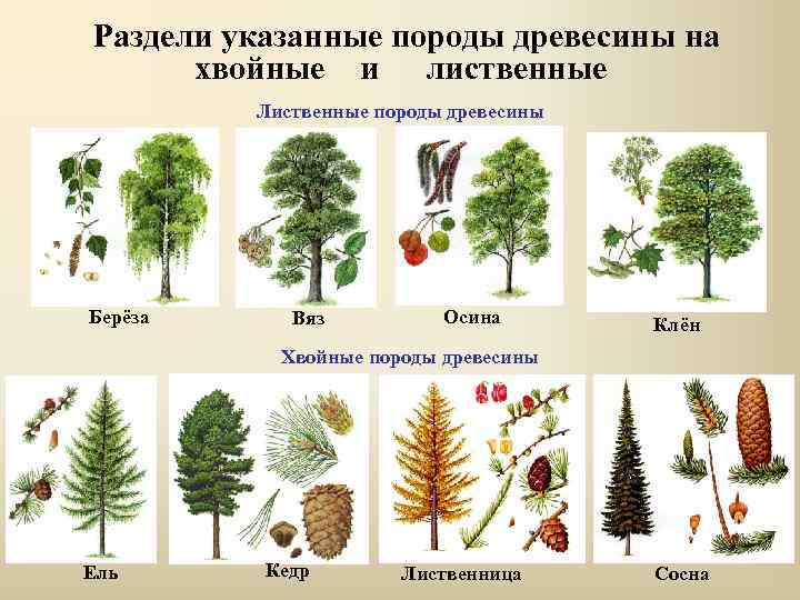 Раздели указанные породы древесины на хвойные и лиственные Лиственные породы древесины Берёза Вяз Осина