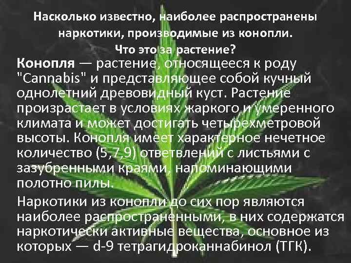 Насколько известно, наиболее распространены наркотики, производимые из конопли. Что это за растение? Конопля —