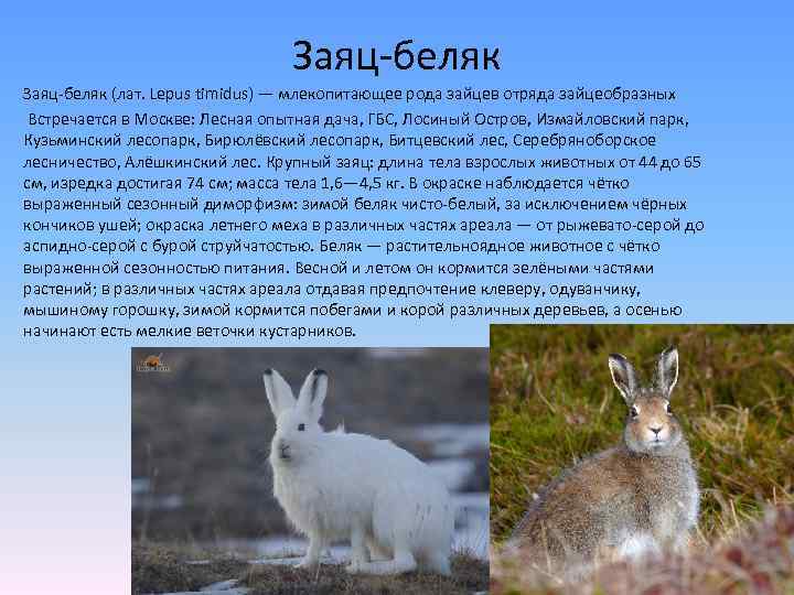 Заяц-беляк (лат. Lepus timidus) — млекопитающее рода зайцев отряда зайцеобразных Встречается в Москве: Лесная