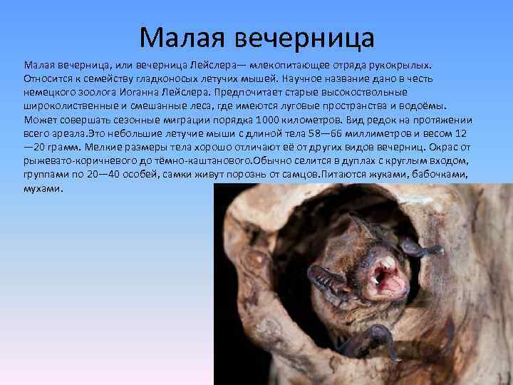 Малая вечерница, или вечерница Лейслера— млекопитающее отряда рукокрылых. Относится к семейству гладконосых летучих мышей.