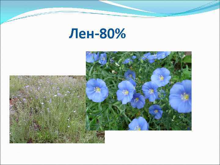 Лен-80% 