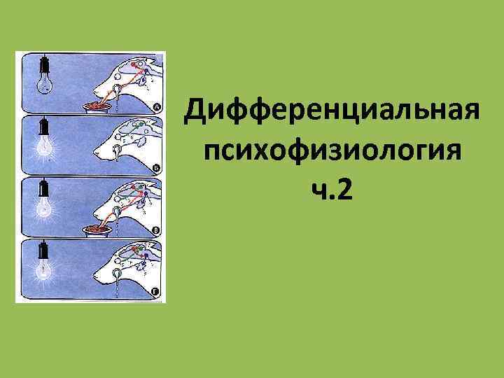 Дифференциальная психофизиология ч. 2 