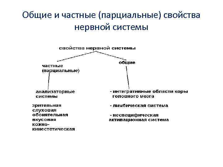 Общие и частные (парциальные) свойства нервной системы 