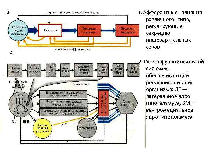 Схема функциональной системы физиология