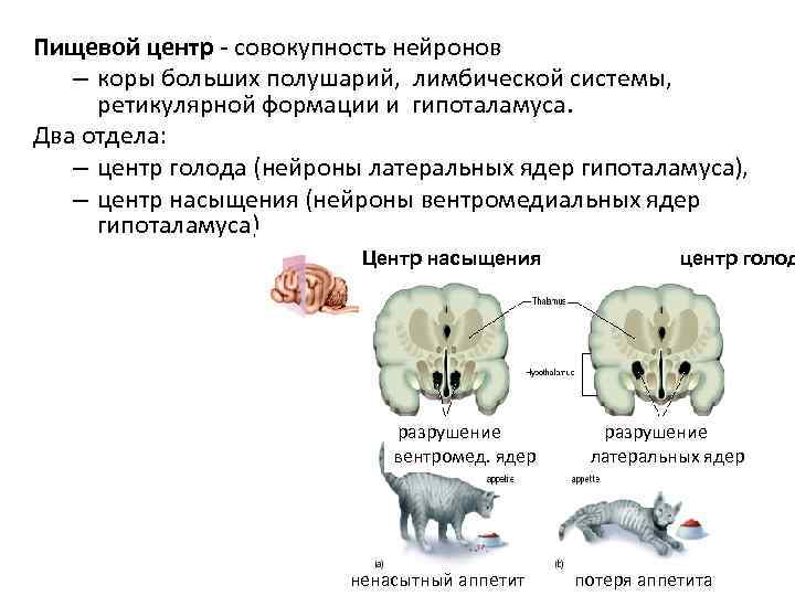 Регуляция голода и насыщения отдел мозга