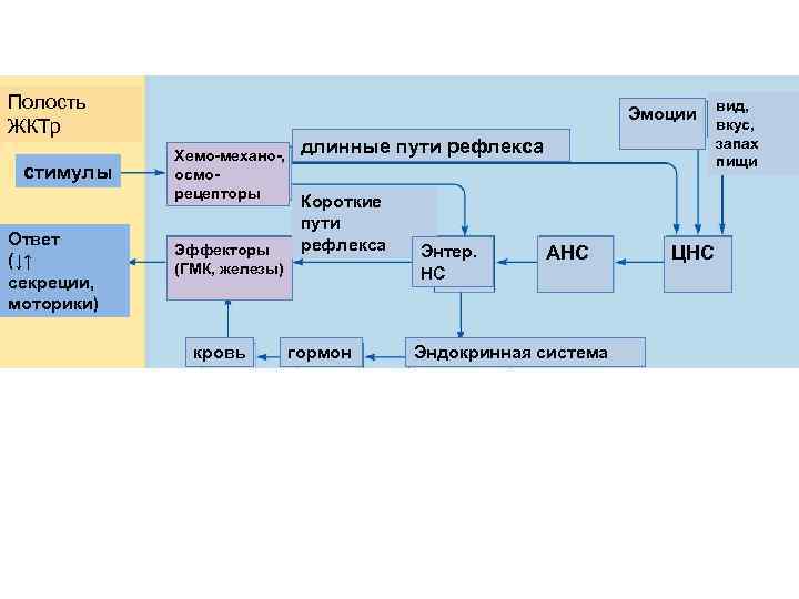 Полость ЖКТр стимулы Ответ (↓↑ секреции, моторики) Эмоции Хемо-механо-, осморецепторы Эффекторы (ГМК, железы) кровь