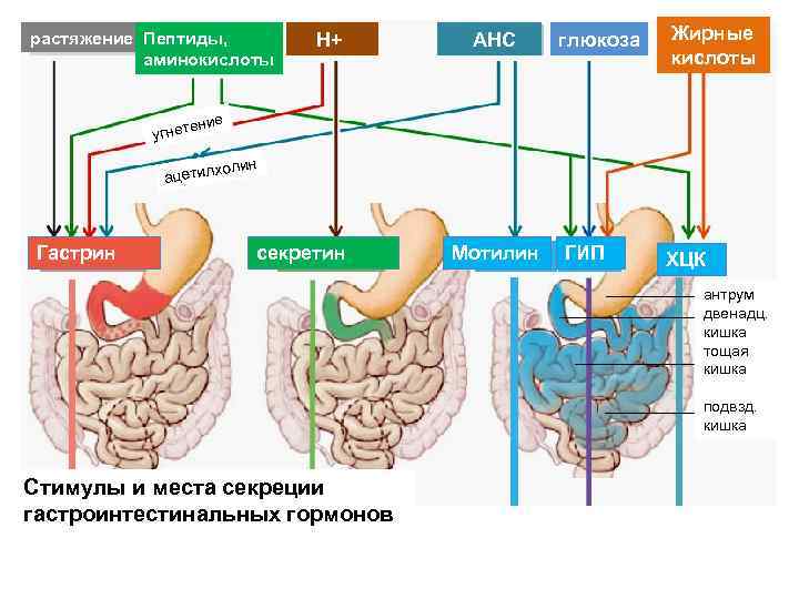 Гормоны желудка