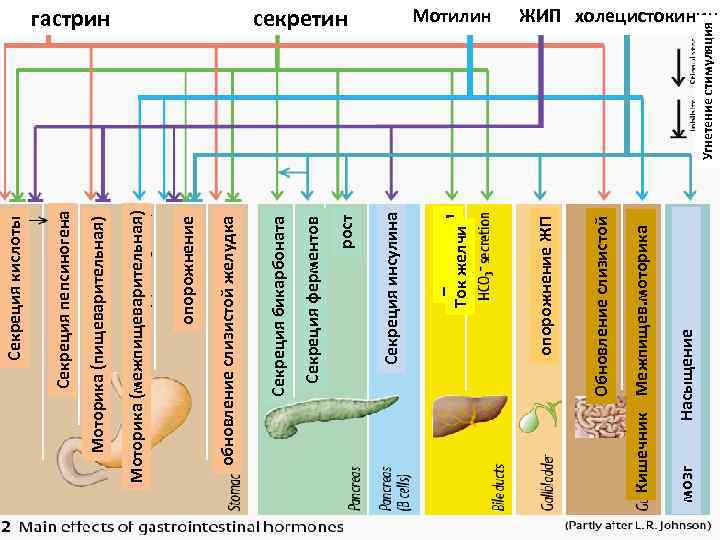 мозг Насыщение Кишечник Межпищев. моторика Обновление слизистой Мотилин опорожнение ЖП секретин Ток желчи Секреция