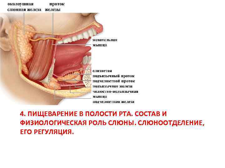 Пищеварение в полости. Пищеварение в полости рта. Состав, образование и функции слюны.. Физиологическая роль слюны. Пищеварение в ротовой полости состав слюны. Пищеварение в полости рта регуляция слюноотделения.