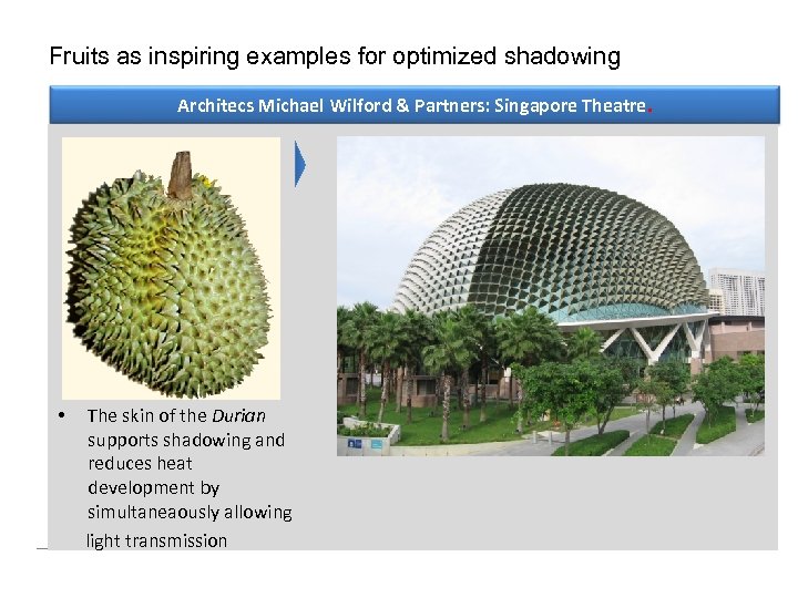 Fruits as inspiring examples for optimized shadowing Architecs Michael Wilford & Partners: Singapore Theatre.