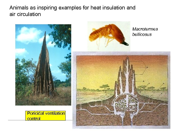 Animals as inspiring examples for heat insulation and air circulation Macrotermes bellicosus Poricidal ventilation