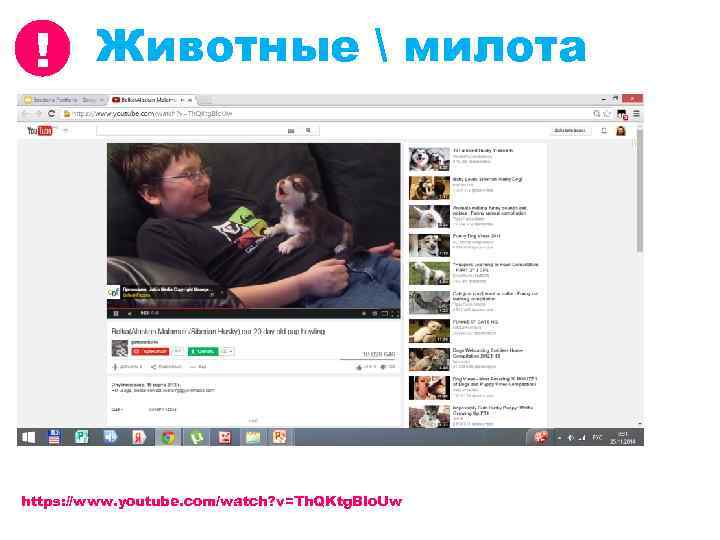 ! Животные  милота https: //www. youtube. com/watch? v=Th. QKtg. Blo. Uw 