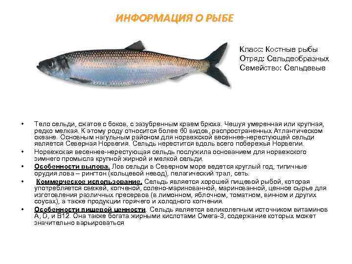 ИНФОРМАЦИЯ О РЫБЕ • • Класс: Костные рыбы Отряд: Сельдеобразных Семейство: Сельдевые Тело сельди,