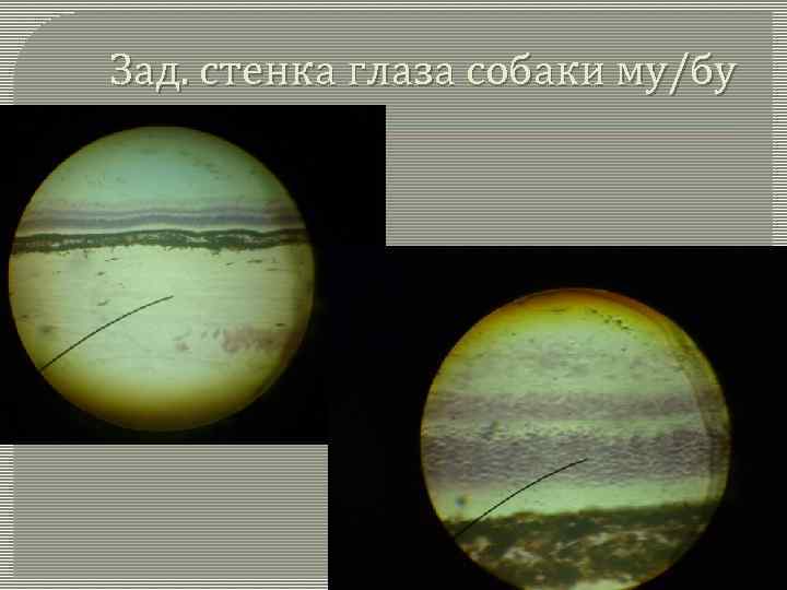 Зад. стенка глаза собаки му/бу 