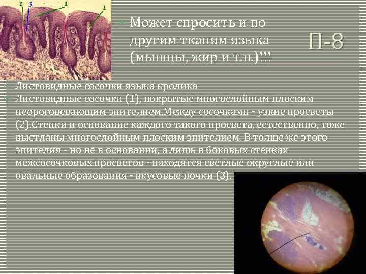  Может спросить и по другим тканям языка (мышцы, жир и т. п. )!!!