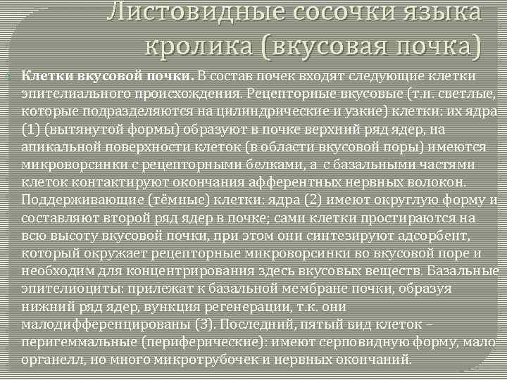 Листовидные сосочки языка кролика (вкусовая почка) Клетки вкусовой почки. В состав почек входят следующие