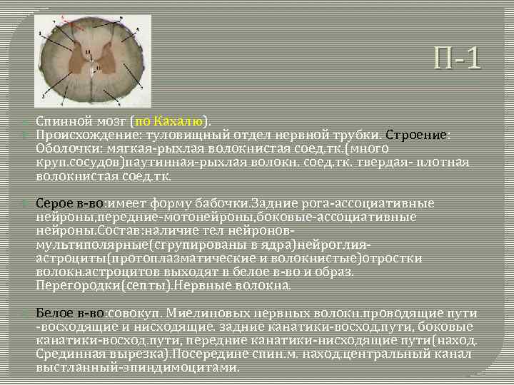 П-1 Спинной мозг (по Кахалю). Происхождение: туловищный отдел нервной трубки. Строение: Оболочки: мягкая-рыхлая волокнистая