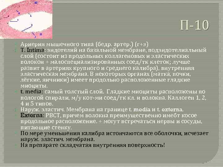 П-10 Ариерия мышечного типа (бедр. артер. ) (г+э) Т. Intima: эндотелий на базальной мембране,