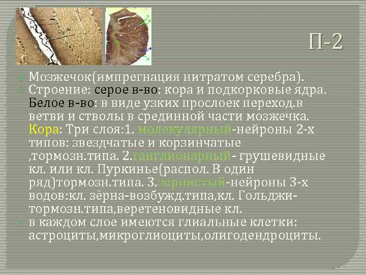 П-2 Мозжечок(импрегнация нитратом серебра). Строение: серое в-во: кора и подкорковые ядра. Белое в-во: в