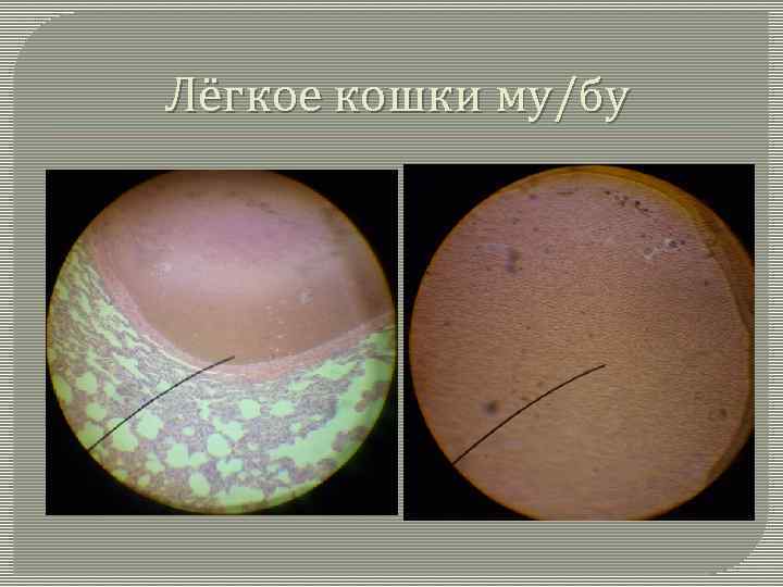 Лёгкое кошки му/бу 