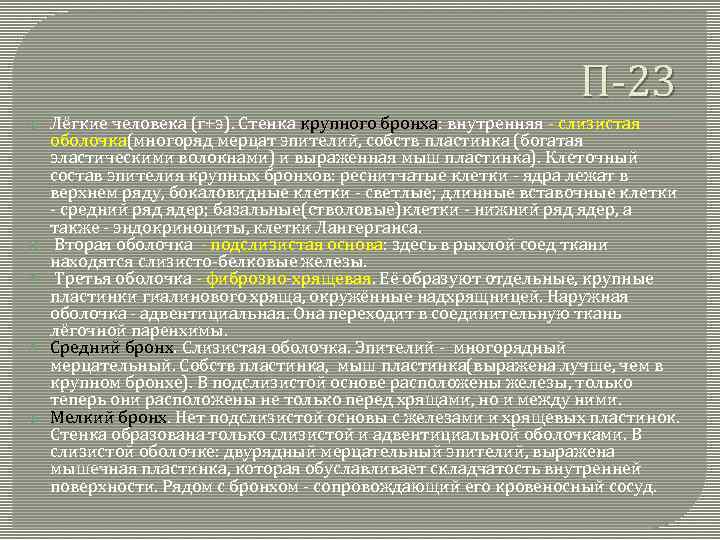 П-23 Лёгкие человека (г+э). Стенка крупного бронха: внутренняя - слизистая оболочка(многоряд мерцат эпителий, собств