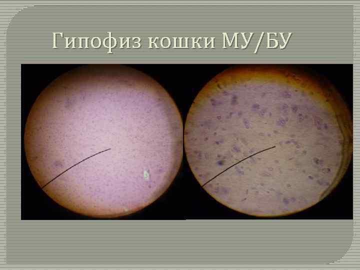 Гипофиз кошки МУ/БУ 