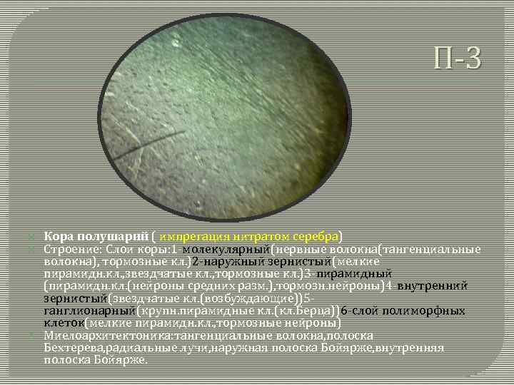 П-3 Кора полушарий ( импрегация нитратом серебра) Строение: Слои коры: 1 -молекулярный(нервные волокна(тангенциальные волокна),