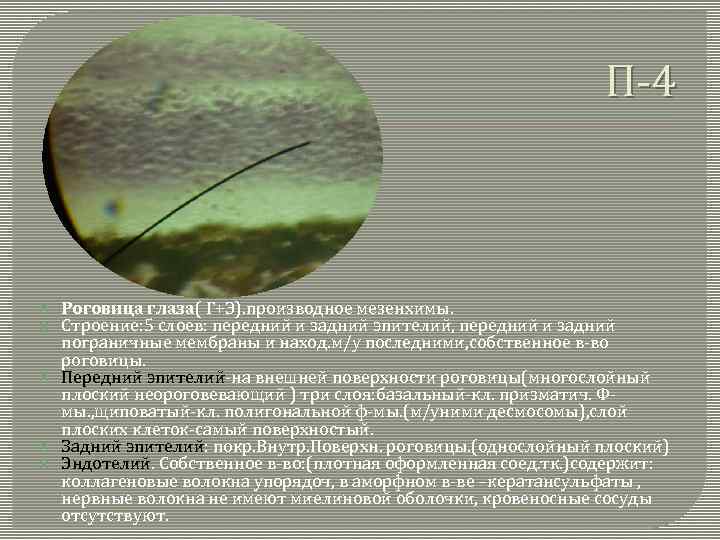 П-4 Роговица глаза( Г+Э). производное мезенхимы. Строение: 5 слоев: передний и задний эпителий, передний