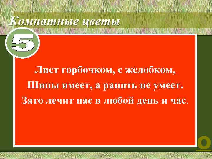 Комнатные цветы 4 Лист горбочком, с желобком, Шипы имеет, а ранить не умеет. Зато