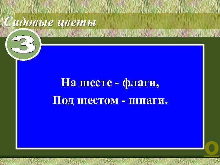 Садовые цветы 8 На шесте - флаги, Под шестом - шпаги. О 