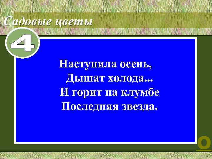 Садовые цветы 8 Наступила осень, Дышат холода. . . И горит на клумбе Последняя