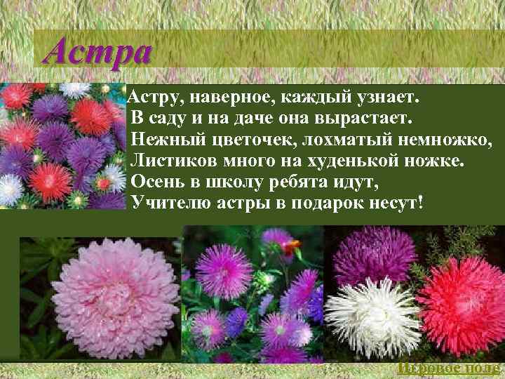 Астра Астру, наверное, каждый узнает. В саду и на даче она вырастает. Нежный цветочек,