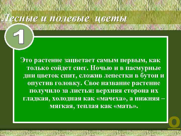 Лесные и полевые цветы Это растение зацветает самым первым, как только сойдет снег. Ночью