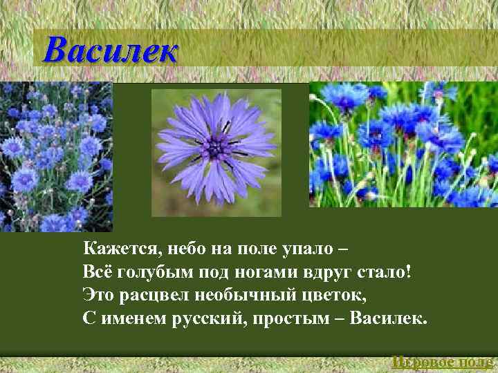 Василек Кажется, небо на поле упало – Всё голубым под ногами вдруг стало! Это