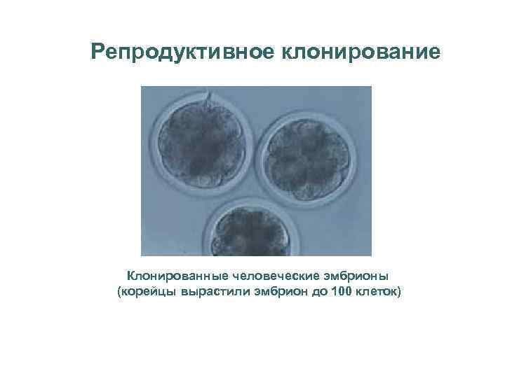 Репродуктивное клонирование Клонированные человеческие эмбрионы (корейцы вырастили эмбрион до 100 клеток) 